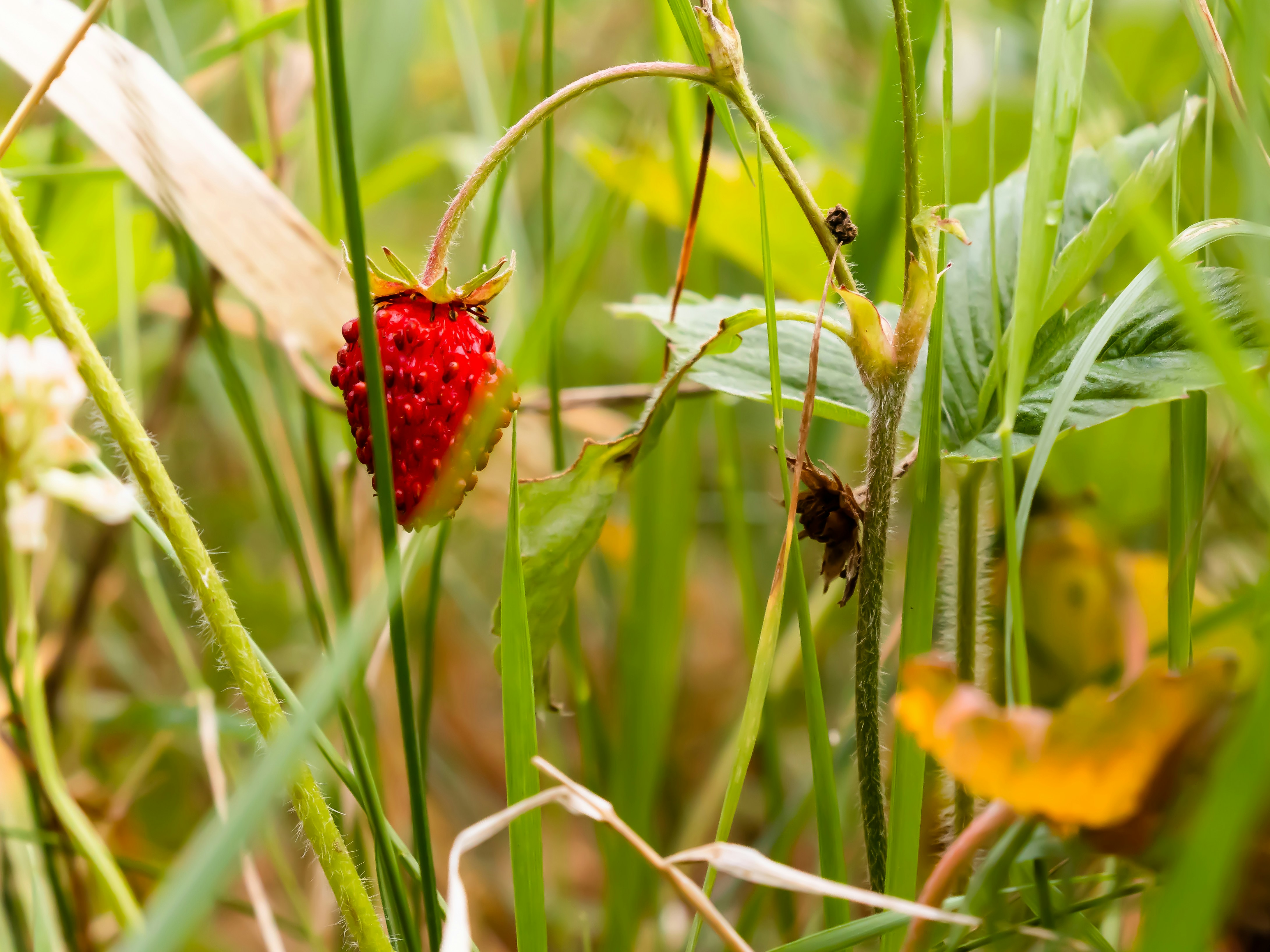 Close-up photograph of a ripe red strawberry hanging among green stems and leaves in a garden, highlighting the fruit as the focal point. The composition emphasizes natural textures and the contrast between the berry and surrounding foliage.