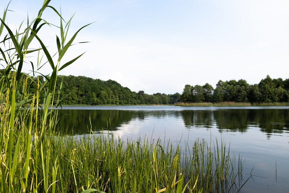 green grass near lake during daytime