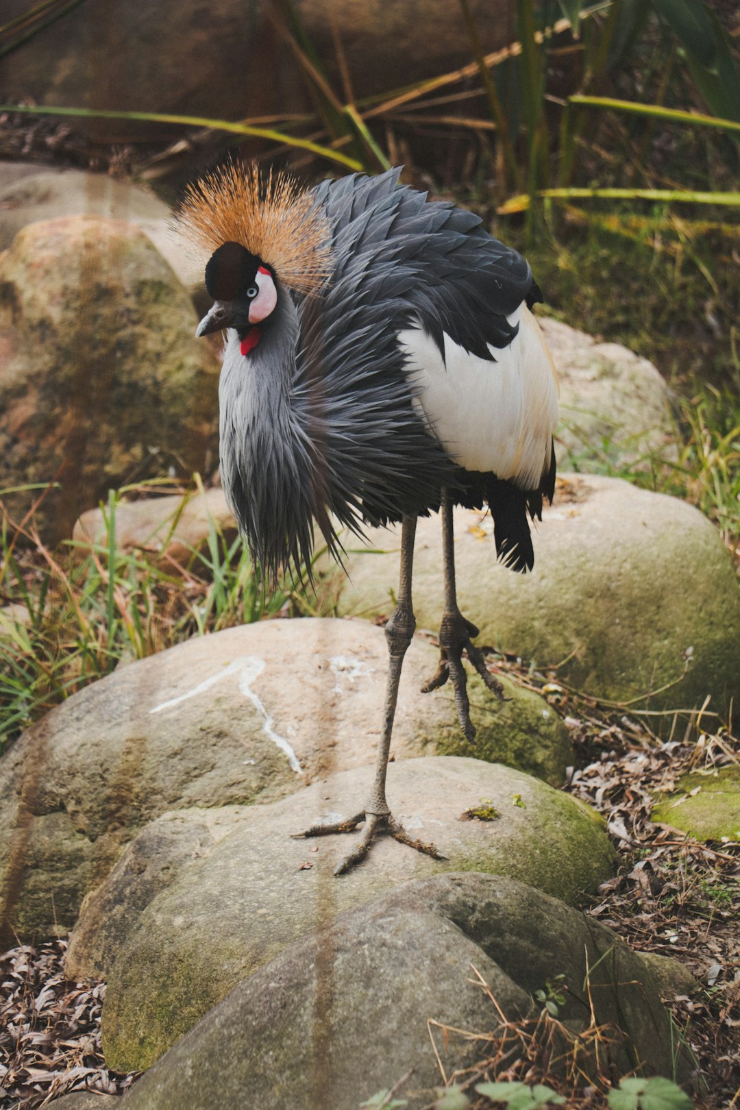 black and white bird on green grass during daytime