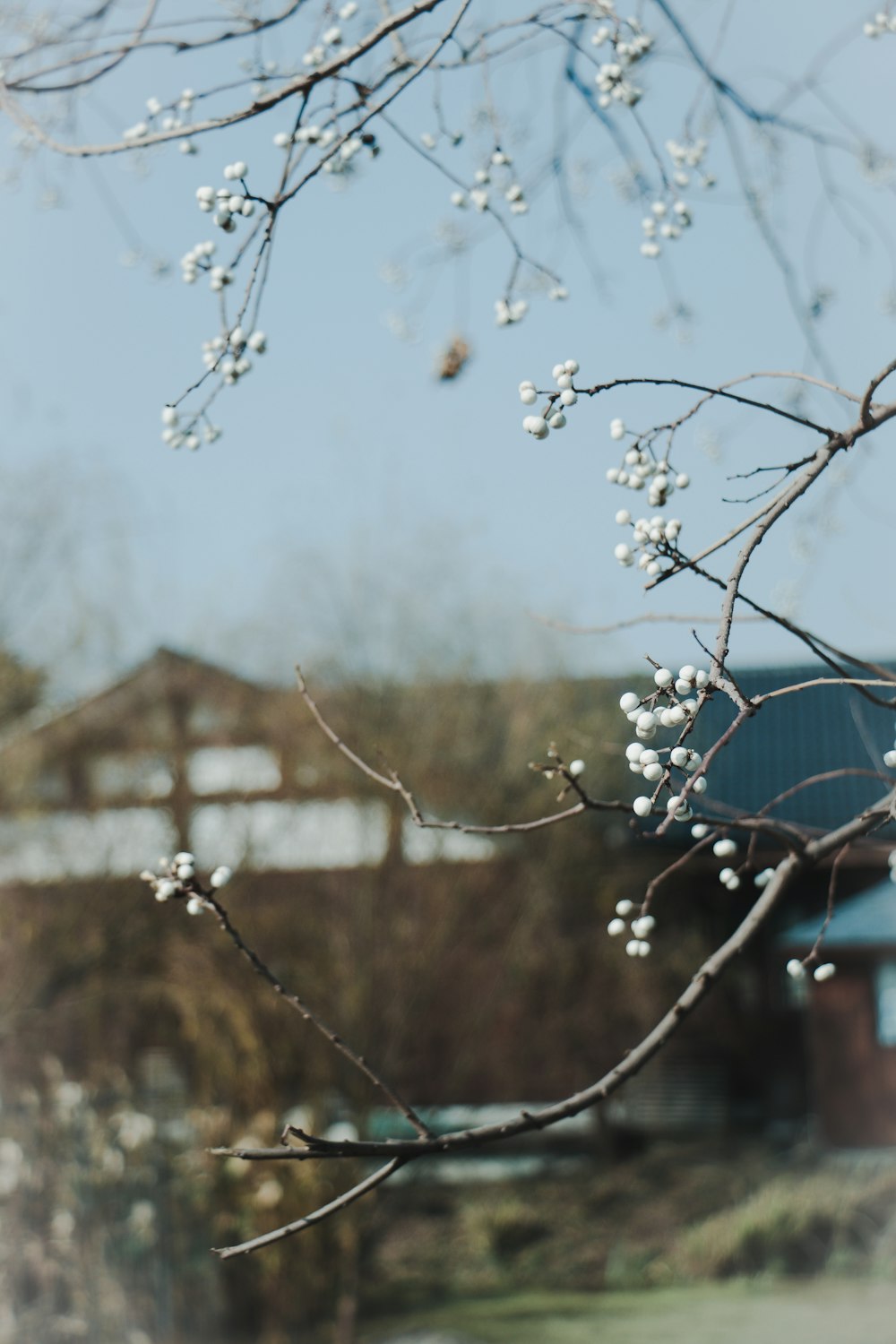 white flower buds in tilt shift lens