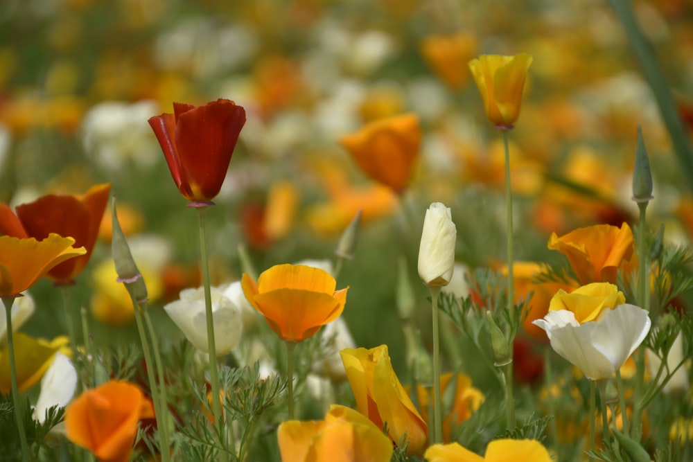 red and white tulips in bloom during daytime