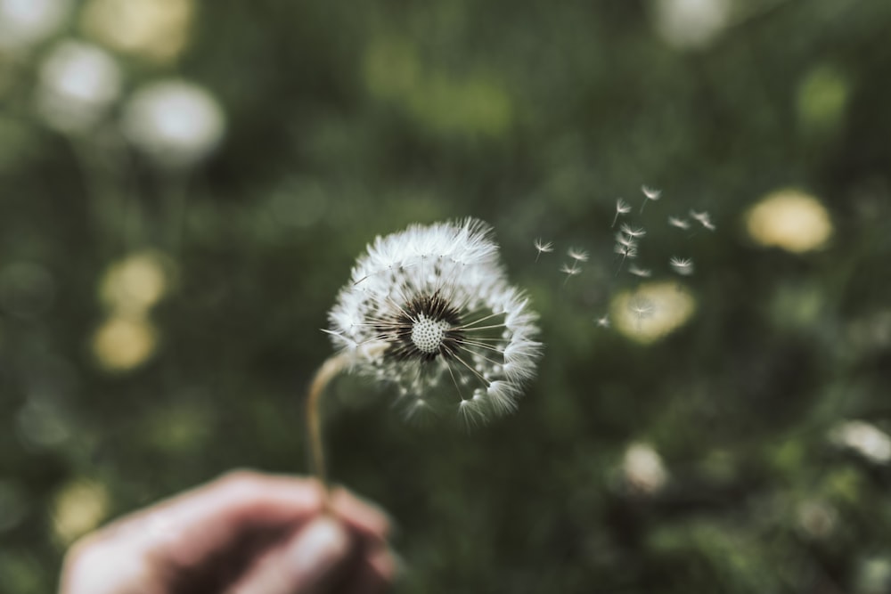 Diente de león blanco en fotografía de primer plano