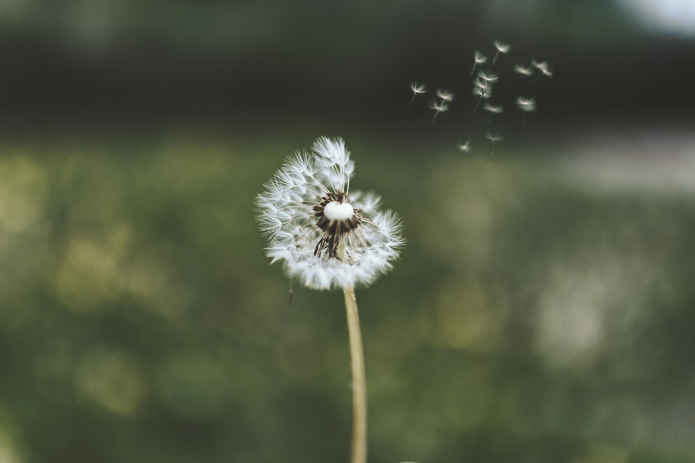 white flower in tilt shift lens