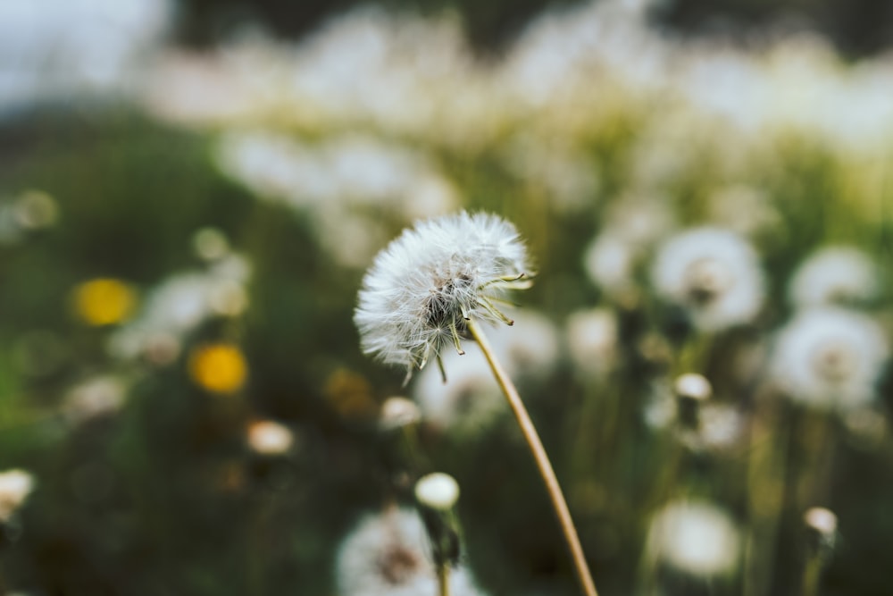 white dandelion in close up photography