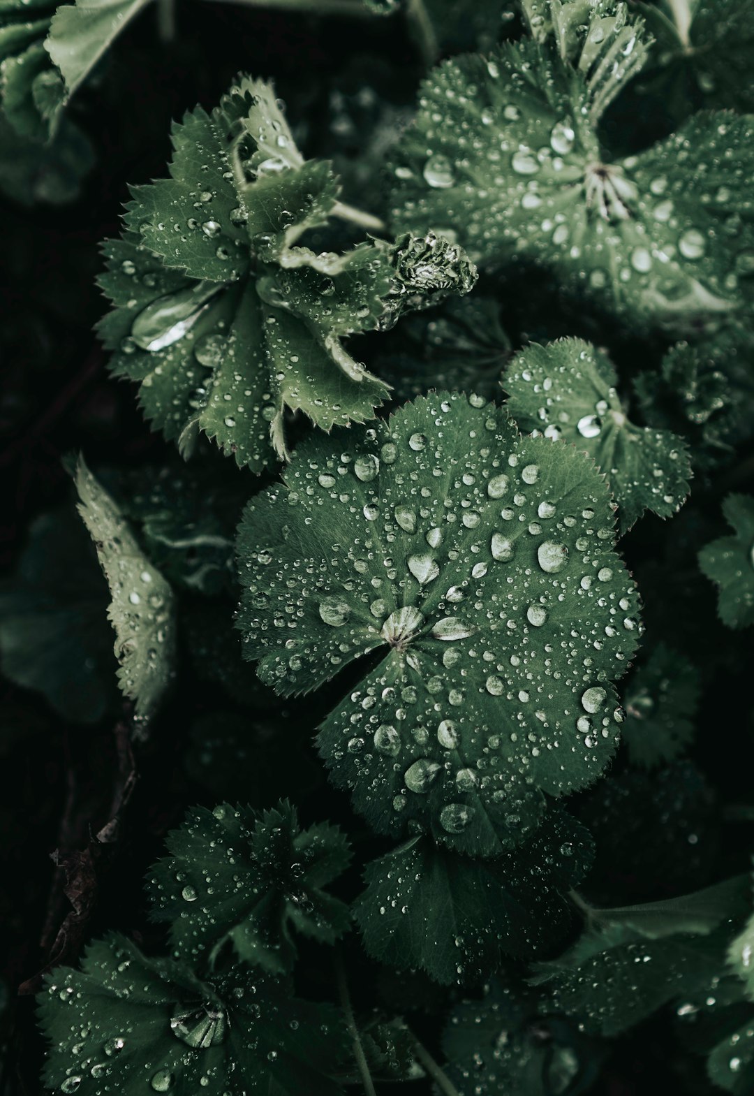 water droplets on green plant