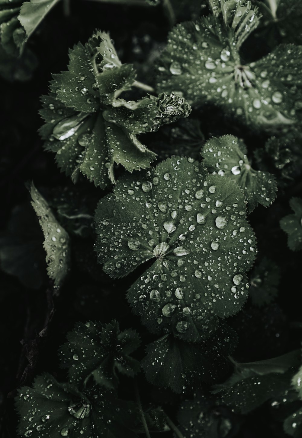 water droplets on green plant