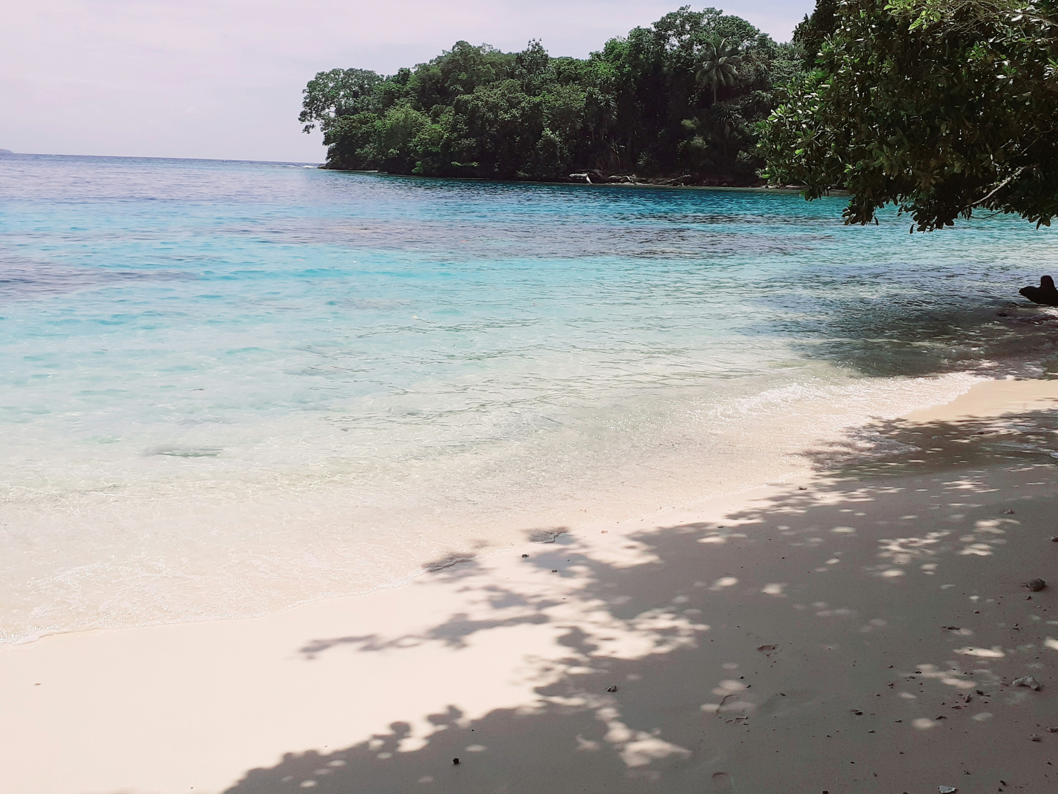 green trees on beach shore during daytime