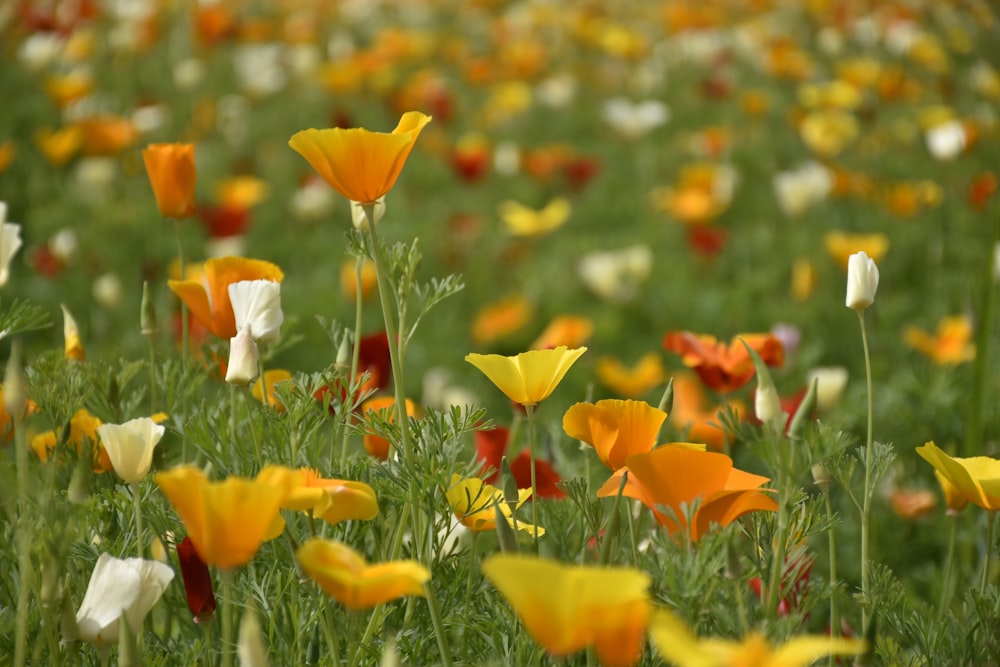 red and white flower field during daytime