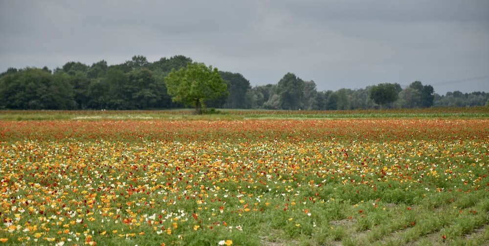 yellow and red flower field during daytime