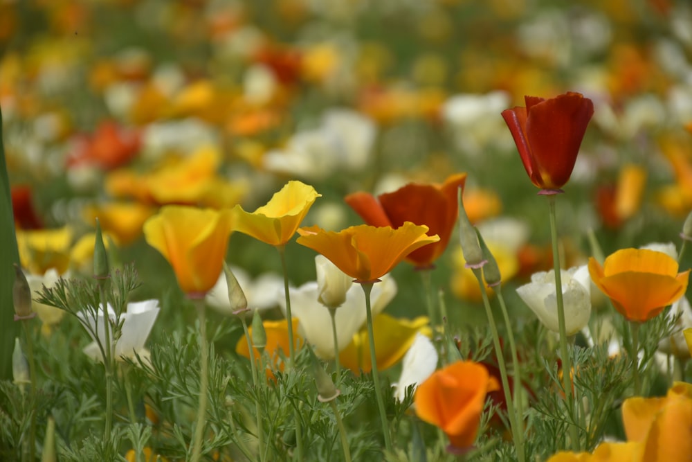 yellow and red flowers on green grass during daytime