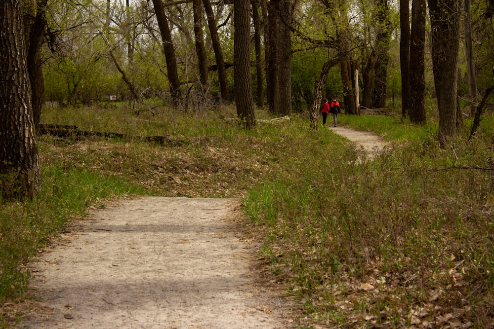 un sentiero nel bosco con una persona che cammina su di esso