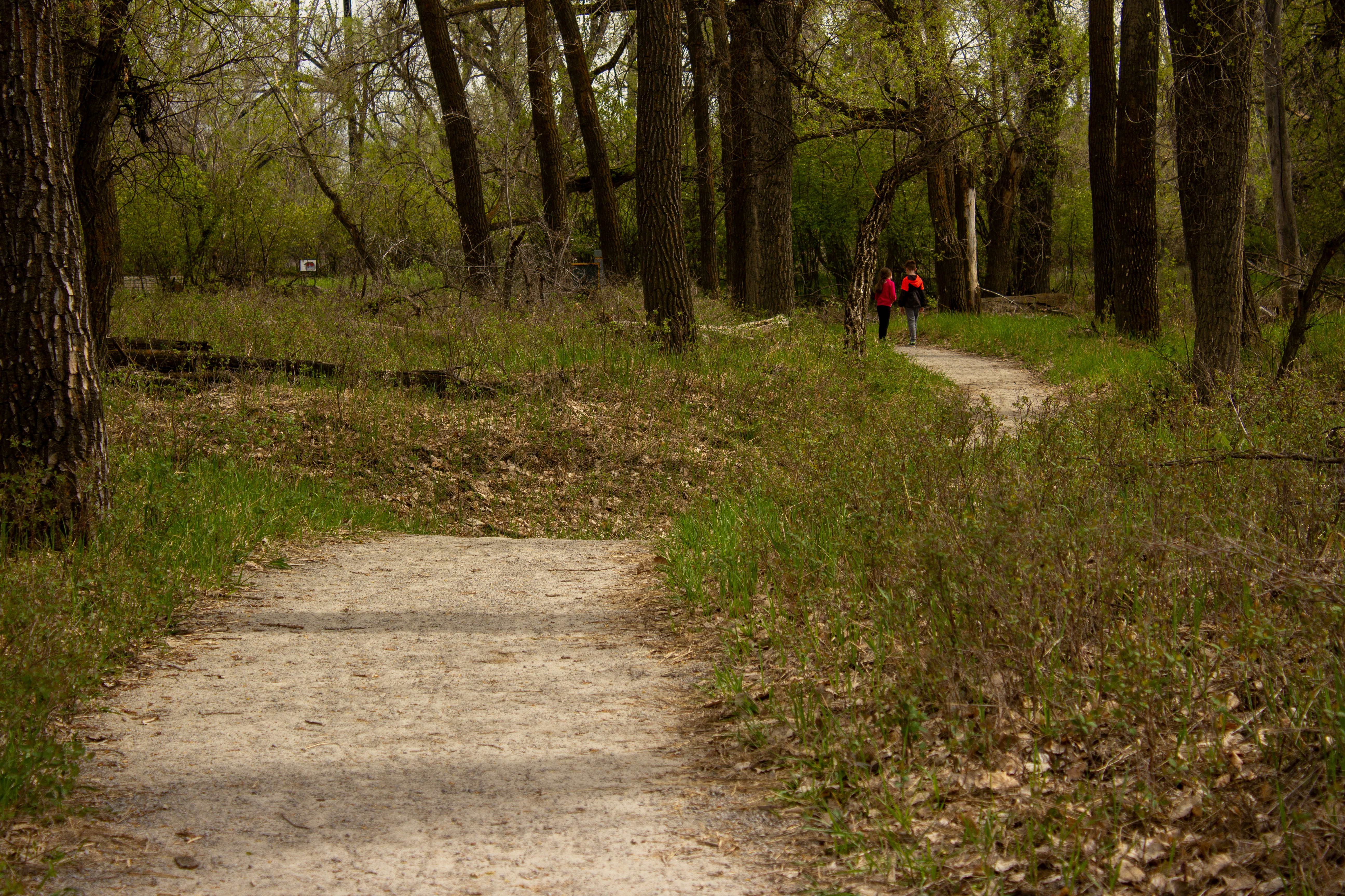 a path in the woods with a person walking on it