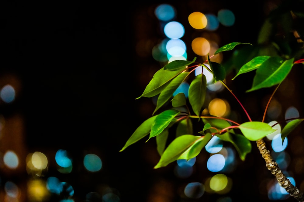 green leaves with orange bokeh lights