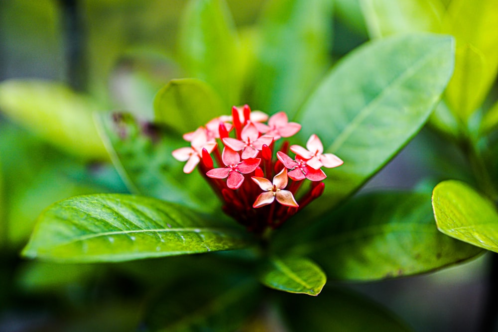 Flor roja y blanca en lente de cambio de inclinación