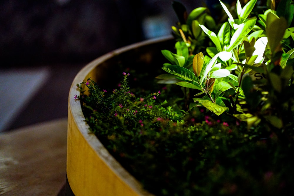 green plant on brown pot