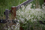 An aged wooden fence bordering a meadow where wildflowers quietly bloom.