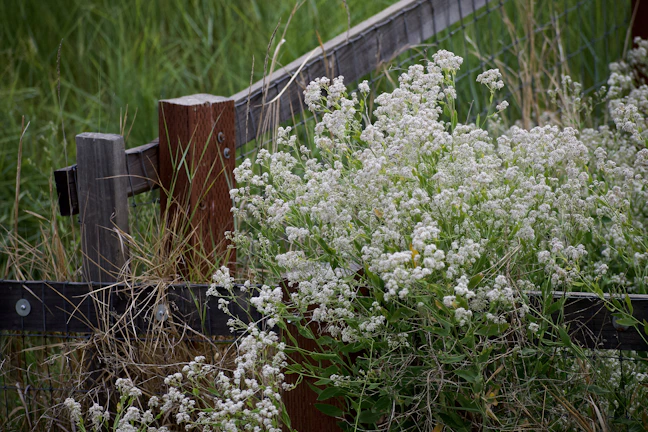 An aged wooden fence bordering a meadow where wildflowers quietly bloom.