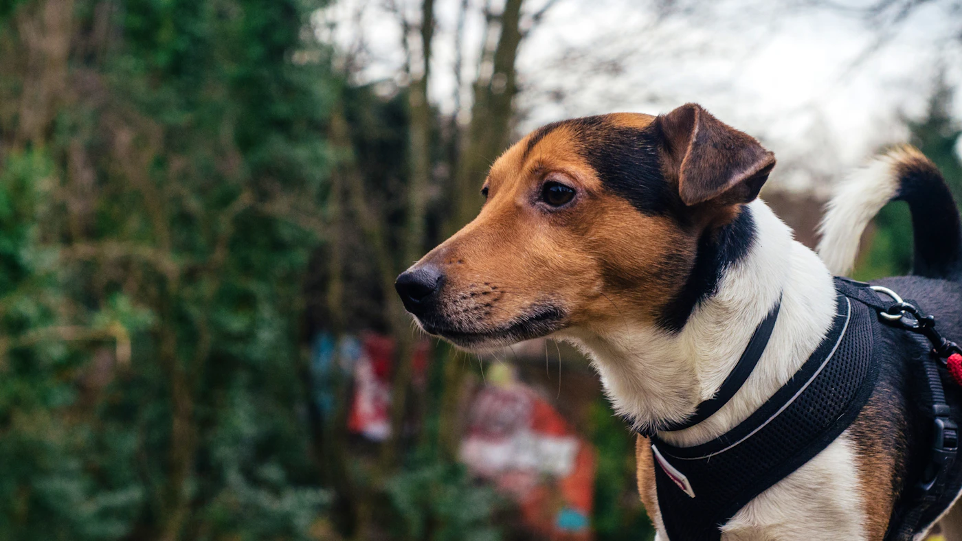 A short-coated working dog standing close at its handler's side outdoors in soft light