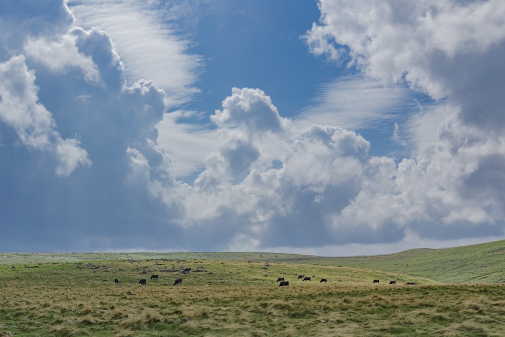 green grass field under white clouds and blue sky during daytime