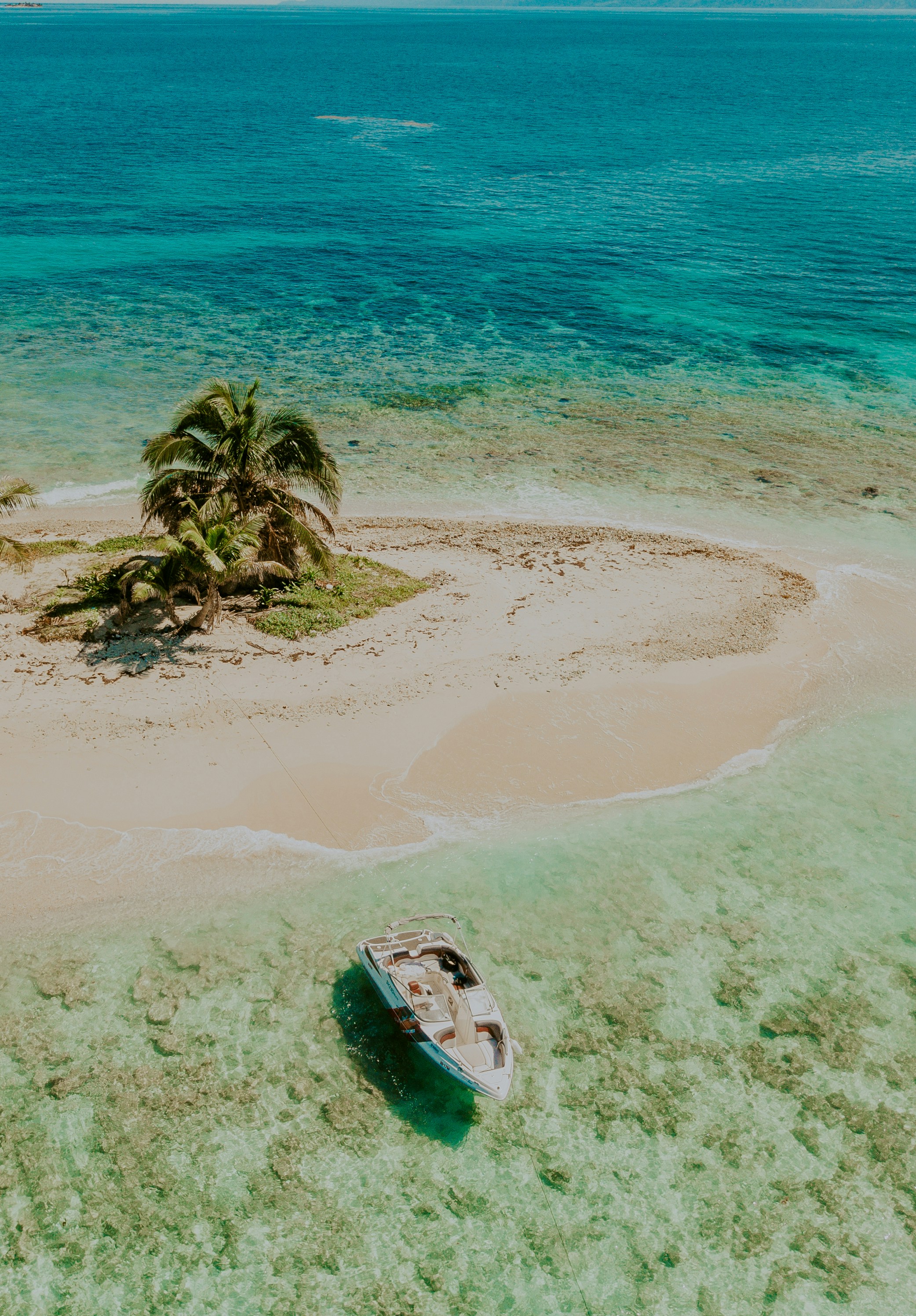 palma verde sulla riva della spiaggia durante il giorno