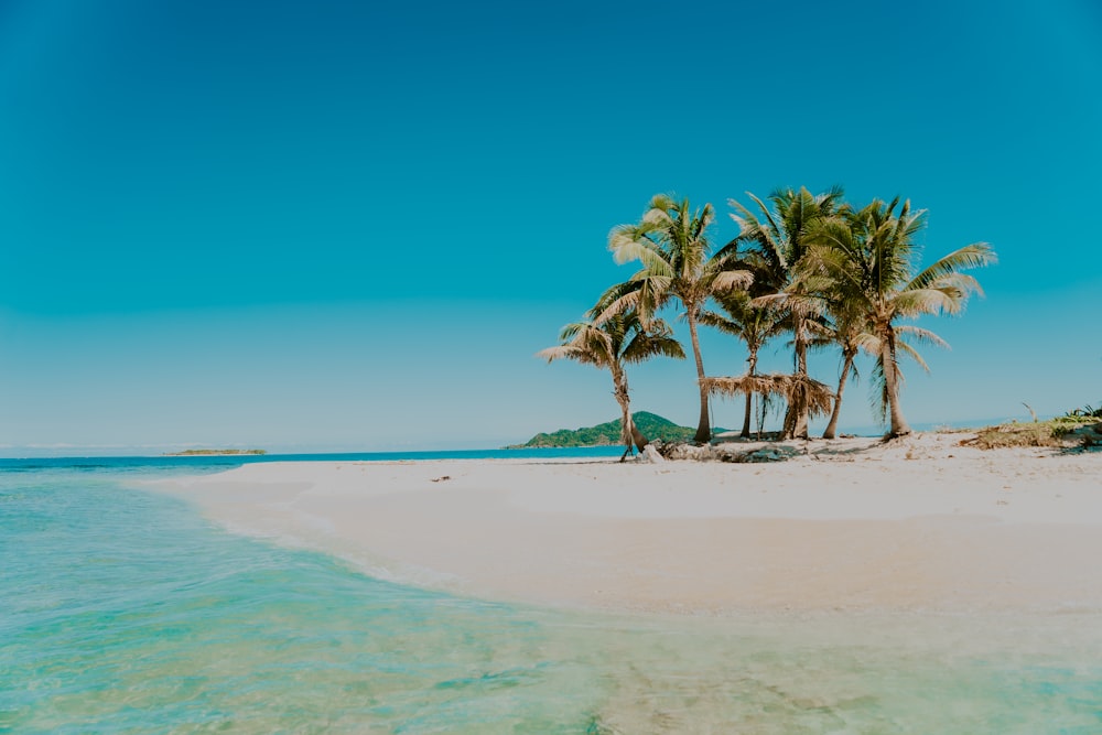 palm trees on beach during daytime