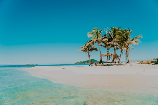 palm trees on beach during daytime in Cayos Cochinos Honduras