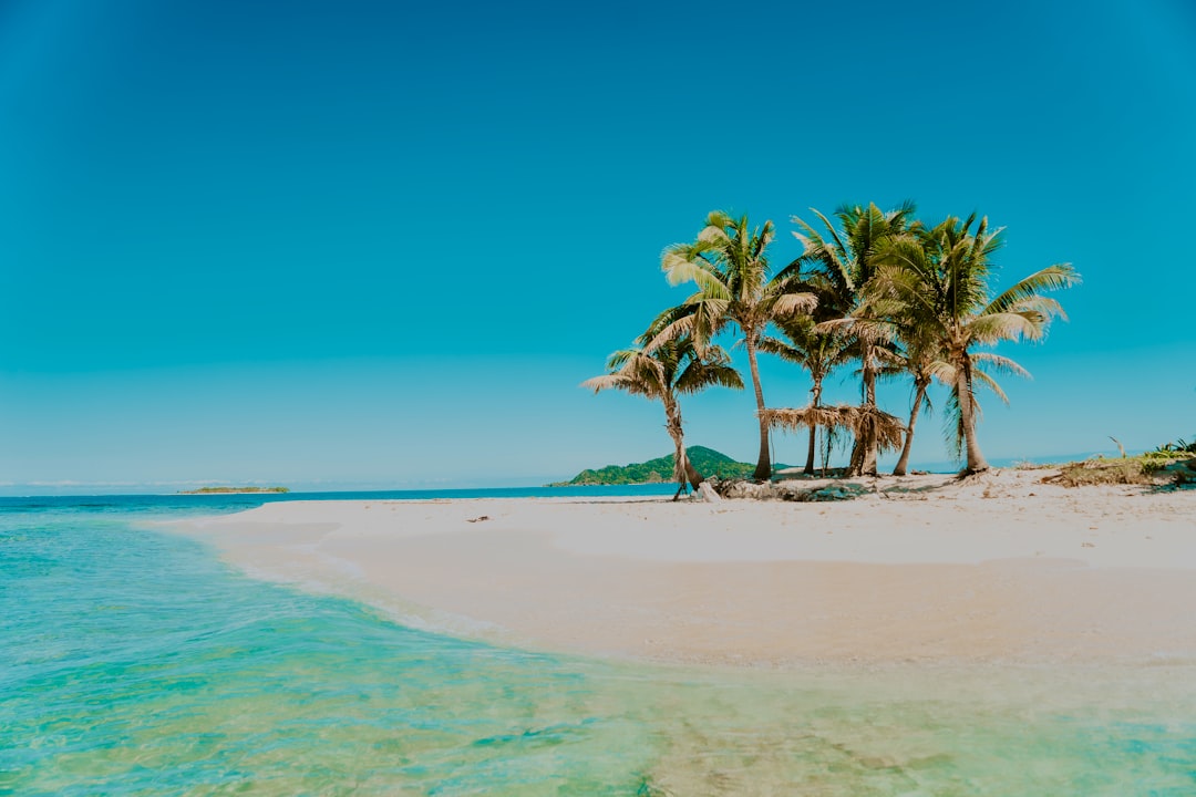 palm trees on beach during daytime