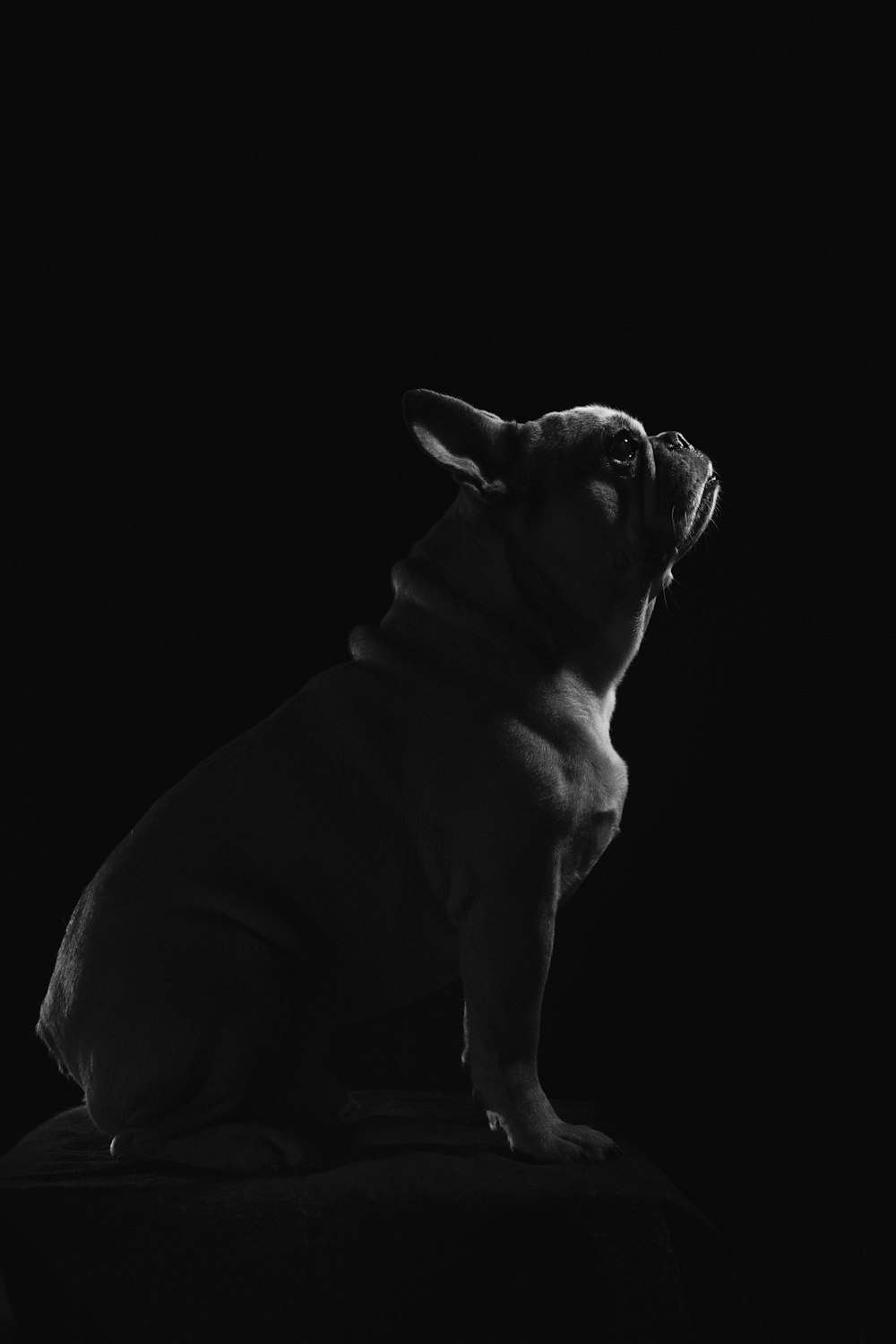 grayscale photo of short coated dog