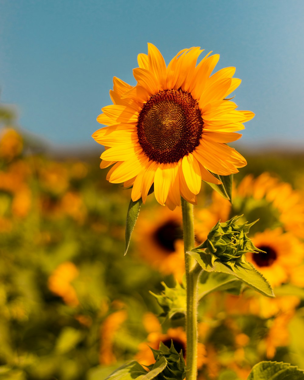 yellow sunflower in bloom during daytime