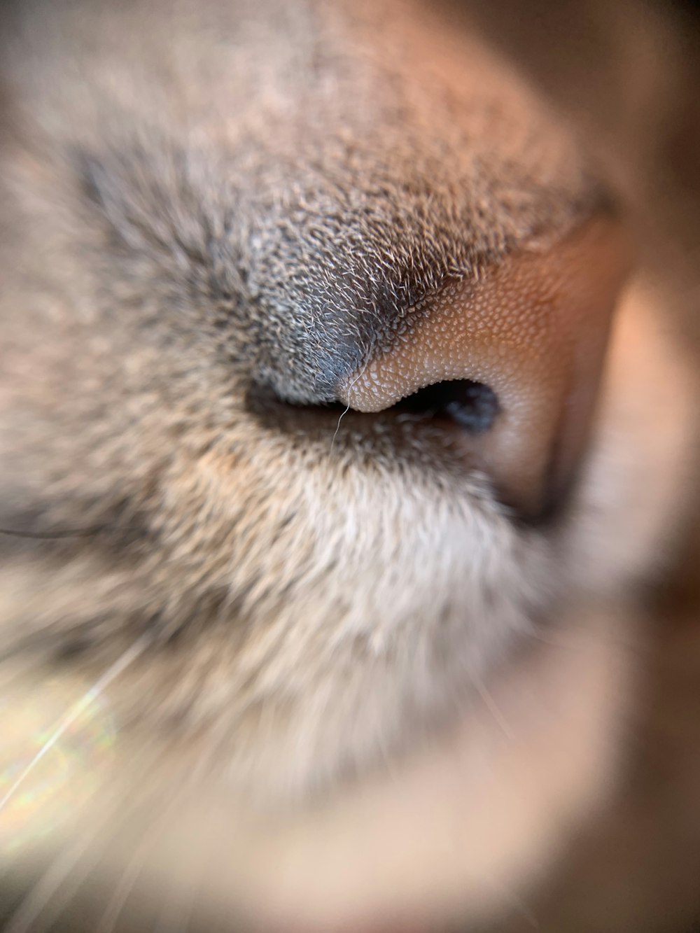 oeil de chat brun et blanc
