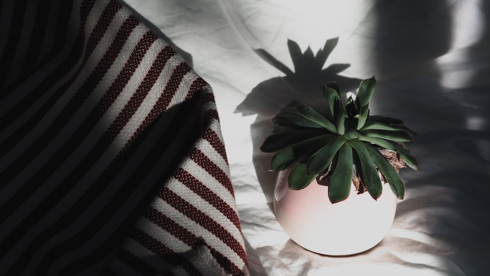 green plant on white ceramic pot