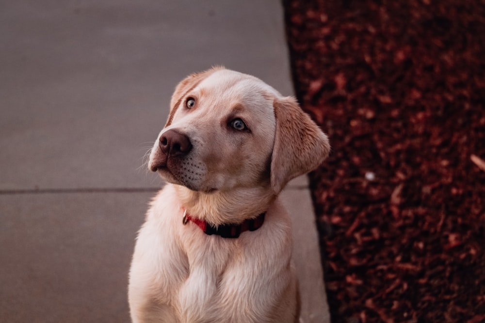 yellow labrador retriever sitting on ground