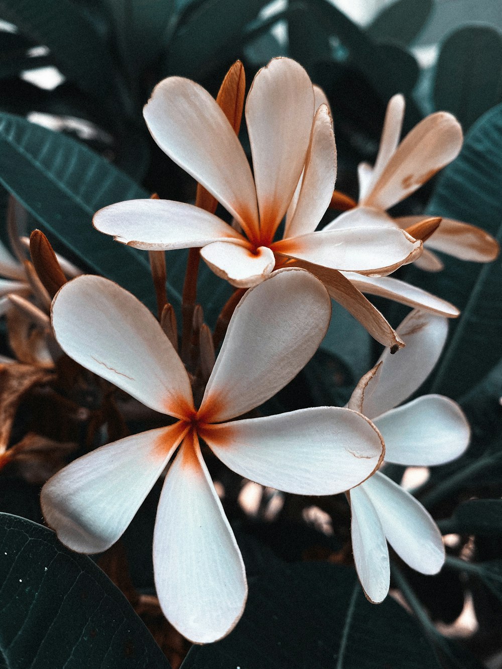 white and red flower in close up photography