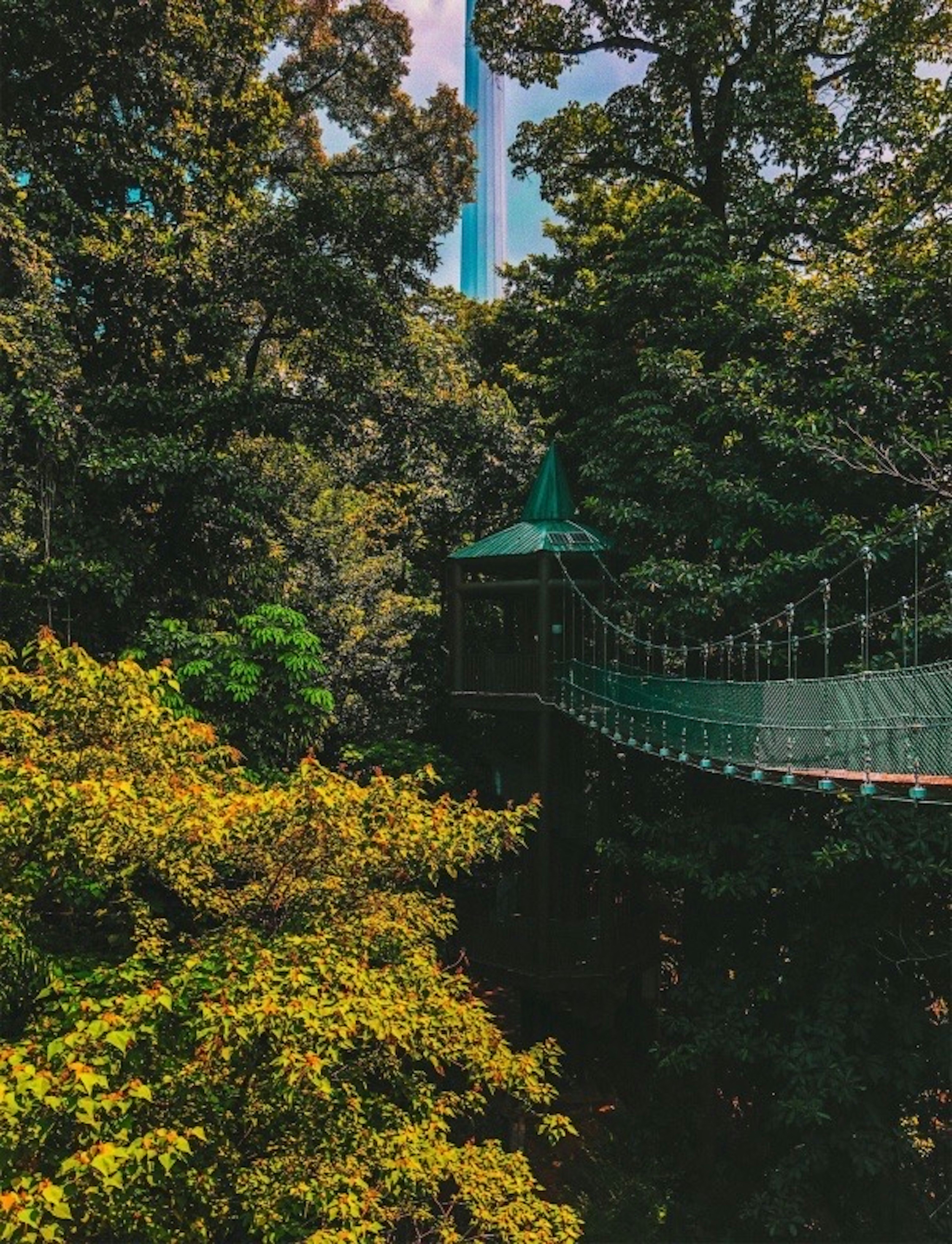 Puente verde y blanco rodeado de árboles verdes