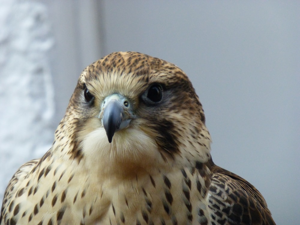 brown and black bird in close up photography