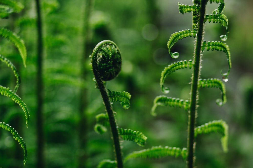 grüne Pflanze mit Wassertröpfchen