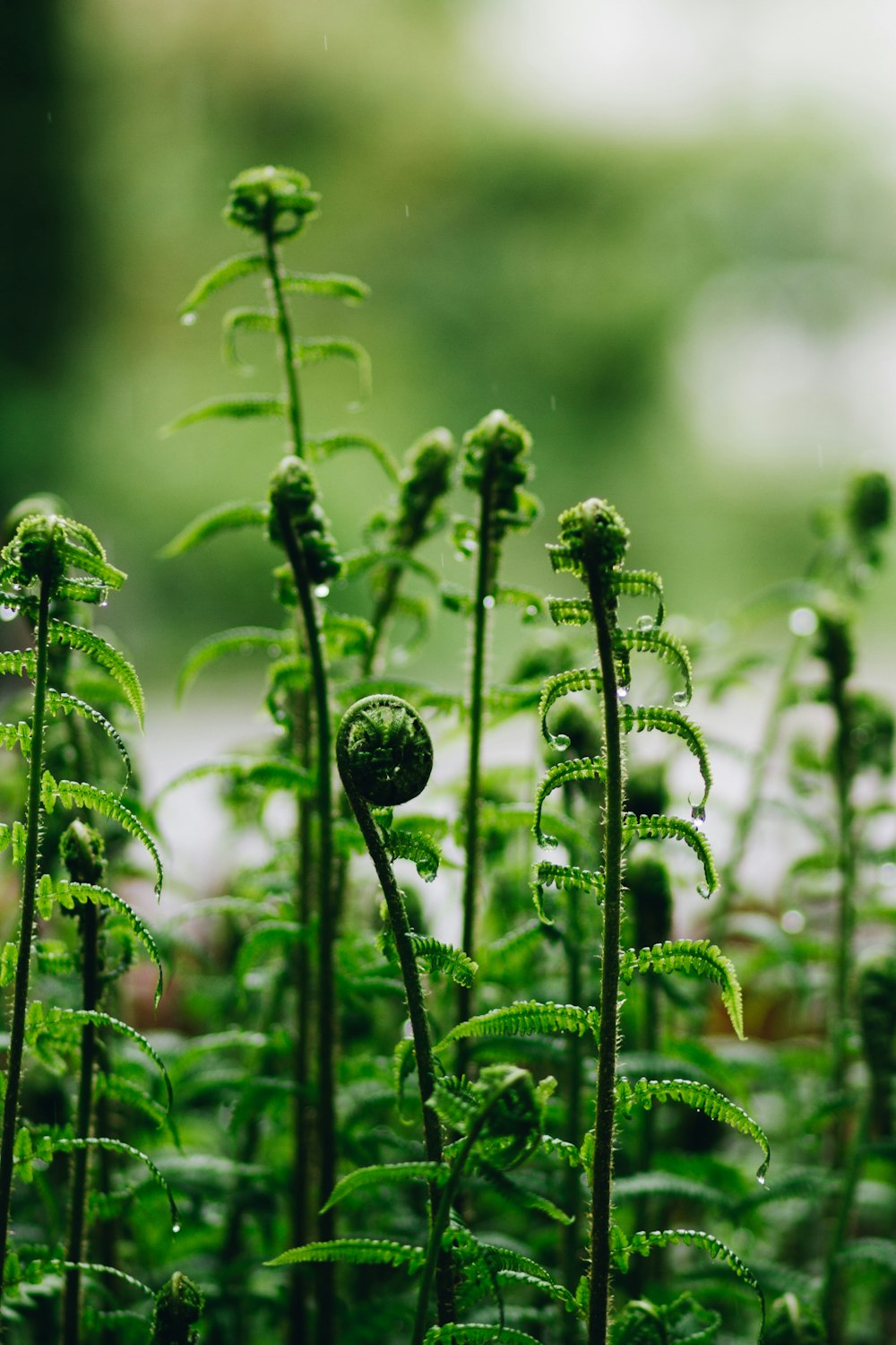 green plant in close up photography