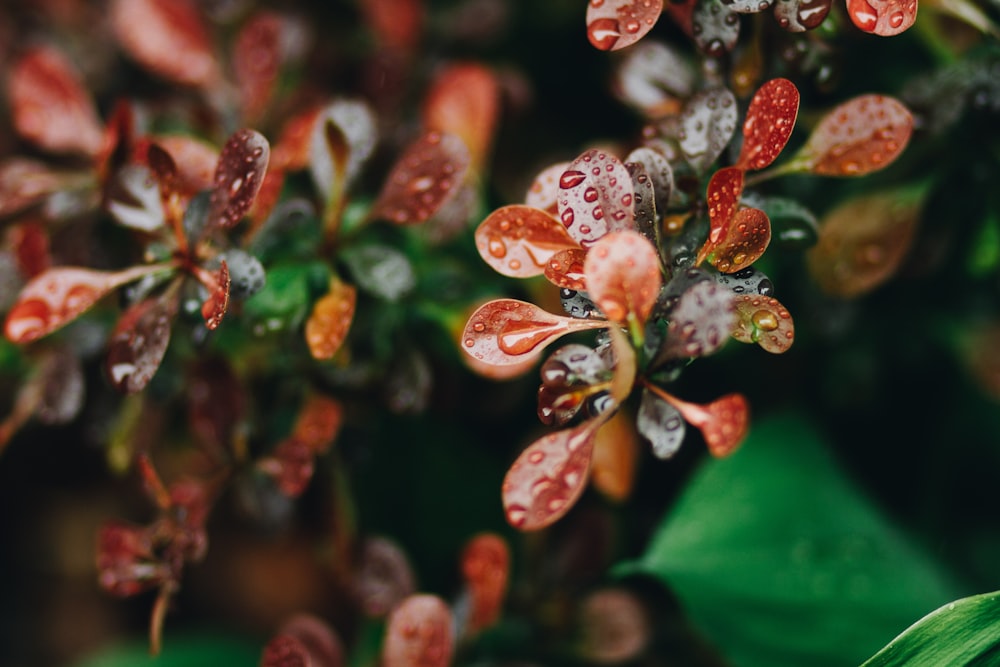 red and white flower buds in tilt shift lens