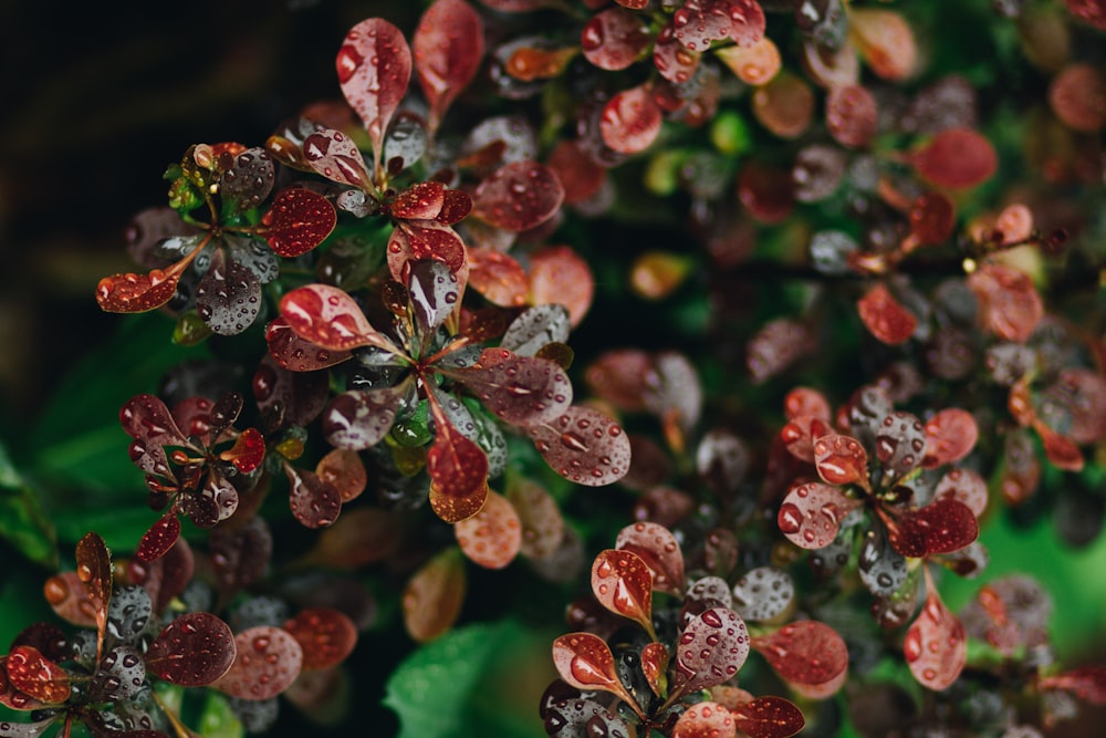 red and green plant with water droplets