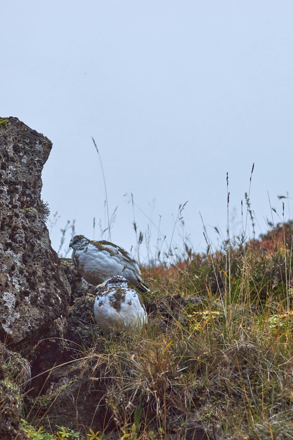 Roche blanche et brune sur herbe verte pendant la journée