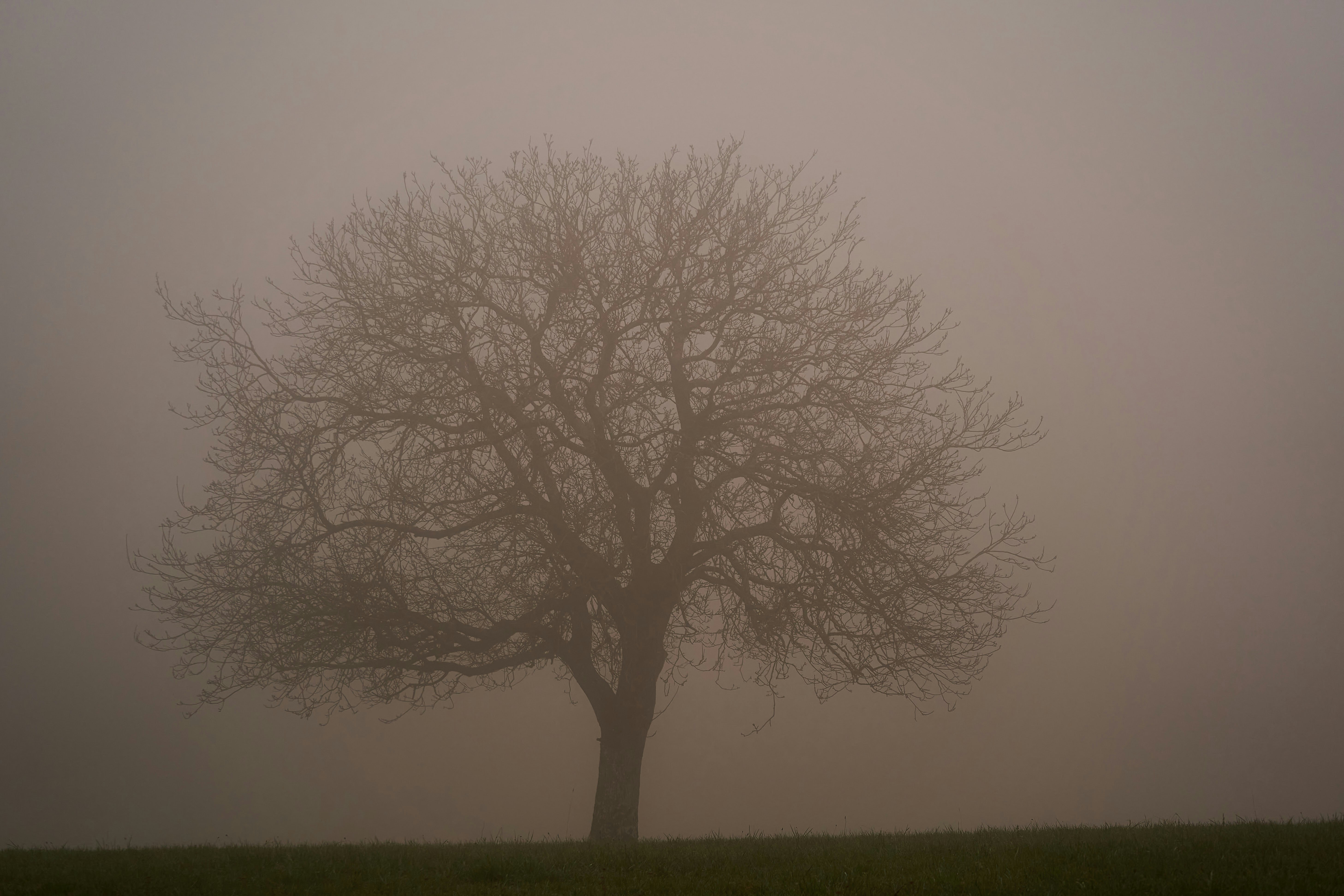 Photo by wolfgang_hasselmann