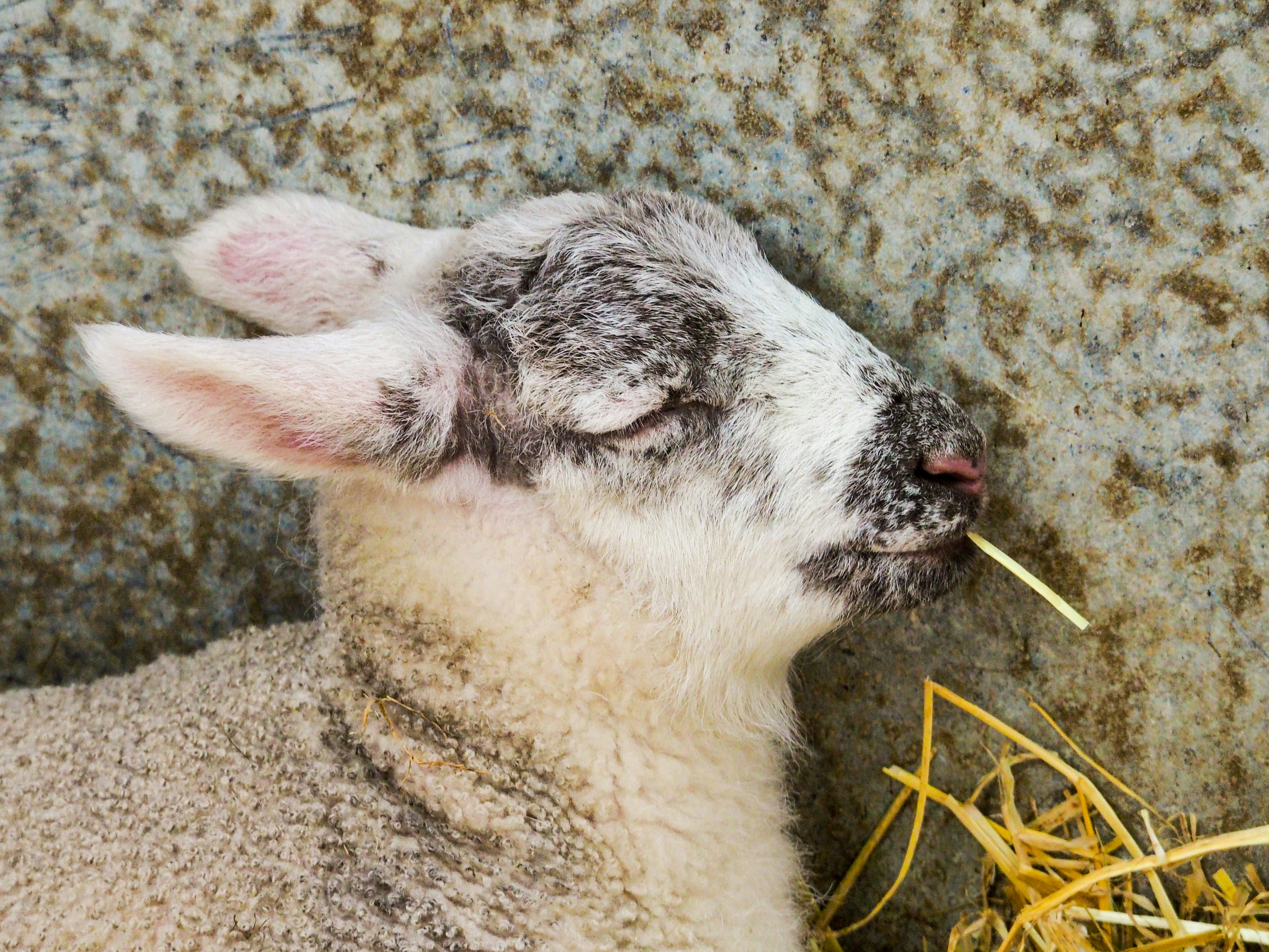 A lamb naps in the sun against a weathered stone wall.