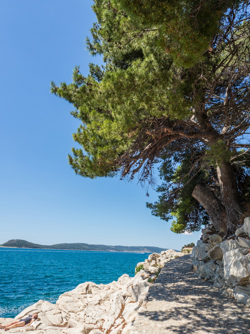 green tree near body of water during daytime