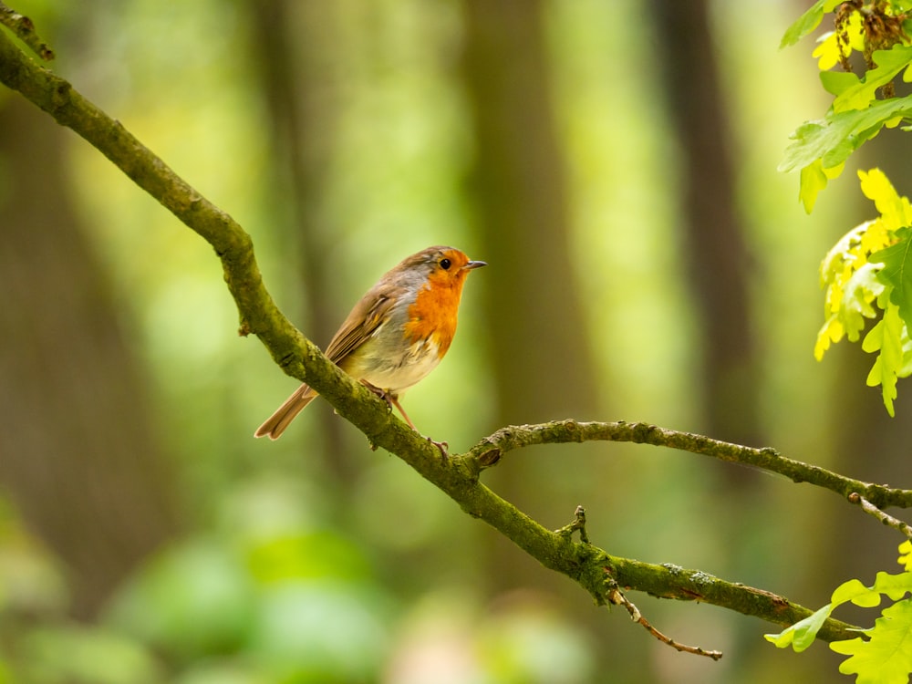 brown and orange bird on tree branch during daytime