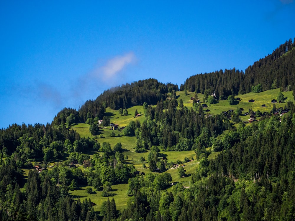 green trees on mountain under blue sky during daytime