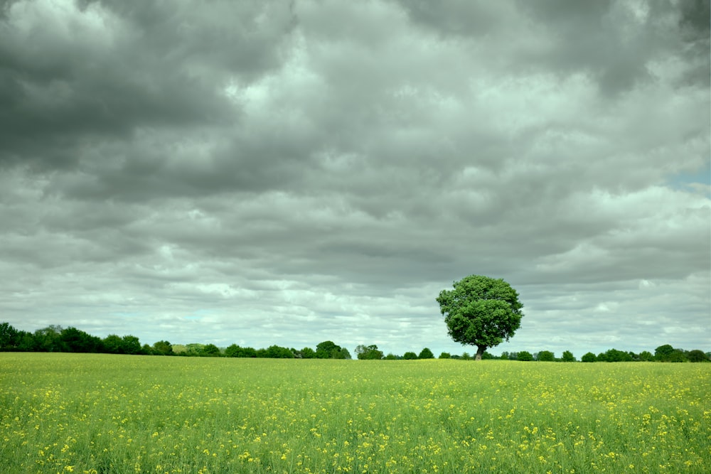 campo di erba verde sotto il cielo nuvoloso durante il giorno