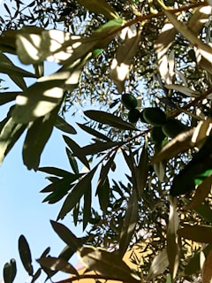 Sunlight filtering through olive tree leaves, casting intricate shadows on a smooth sand surface.