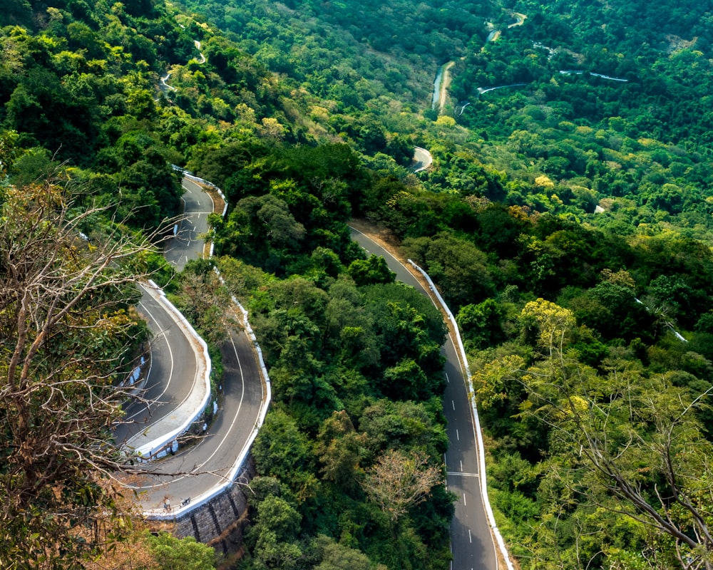 aerial view of green trees and road during daytime