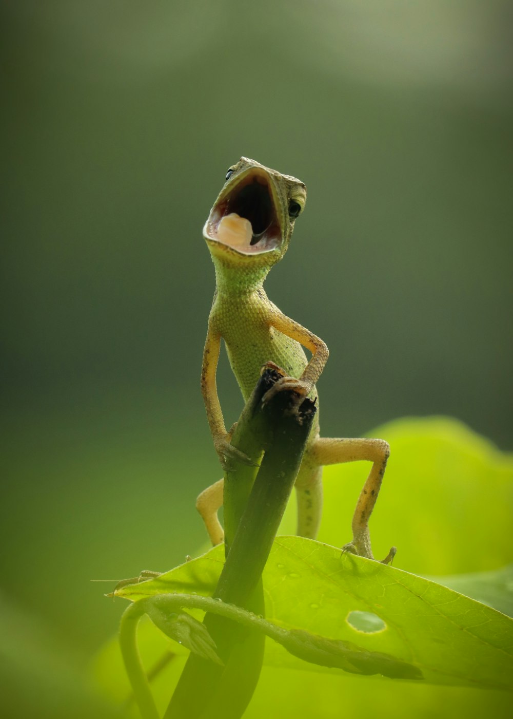 green frog on green leaf