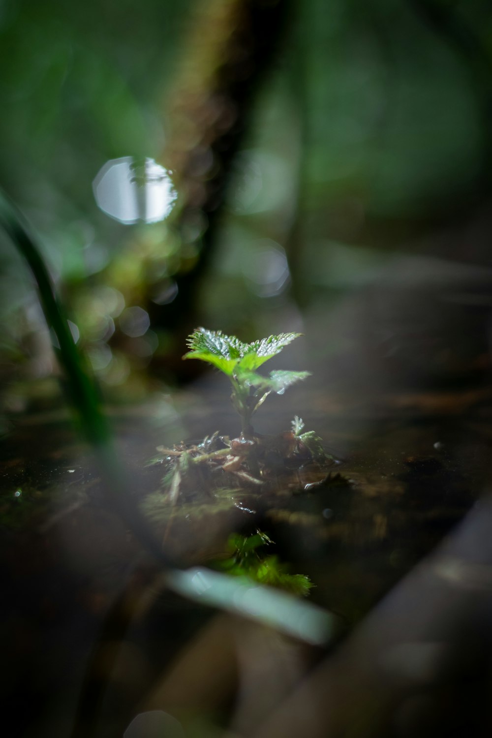 green leaf plant in water